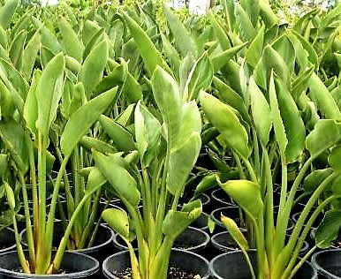Bird of Paradise, Strelitzia Reginae, outdoor – image 4