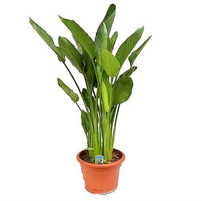 Bird of Paradise, Strelitzia Reginae, Indoor – image 2