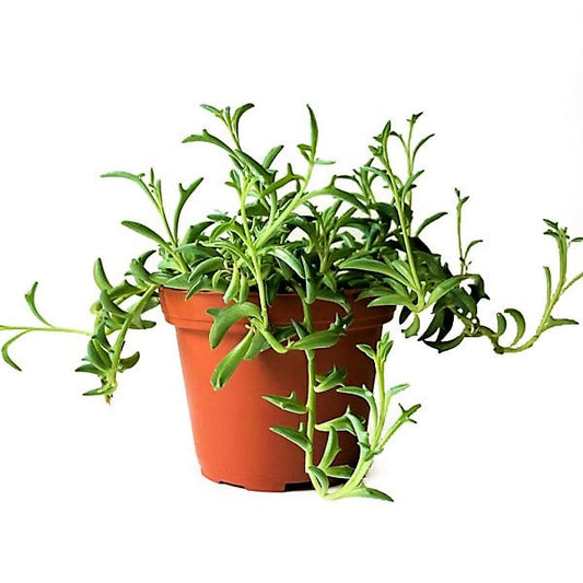 String of Dolphins , Senecio Peregrinus – image 1