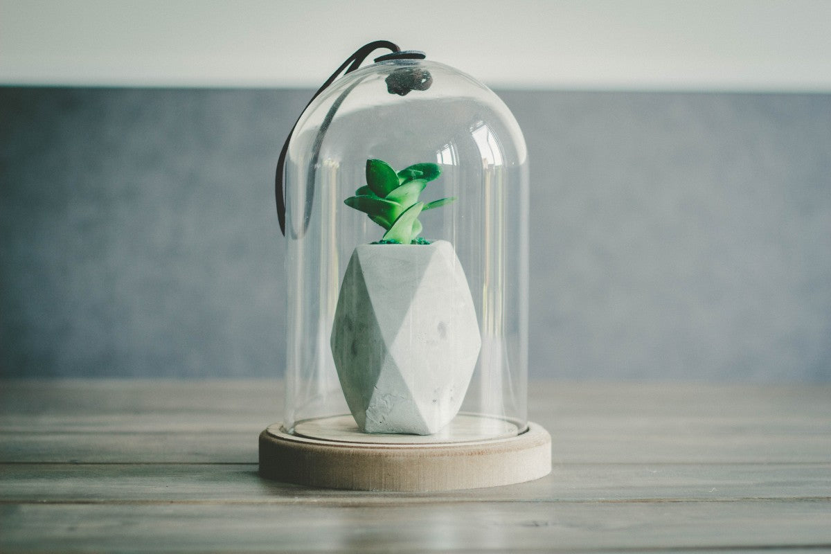 Cactus & Succulent Terrarium | تيراريوم الصبار والعصاريات