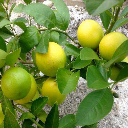 Citrus, Binzaheer, lime – image 5