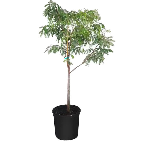 Tamarind Tree, Tamarindus Indica – image 1