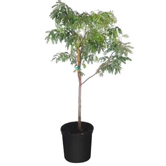 Tamarind Tree, Tamarindus Indica – image 1