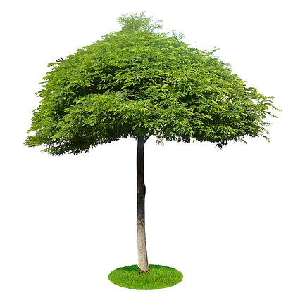 Tamarind Tree, Tamarindus Indica – image 6