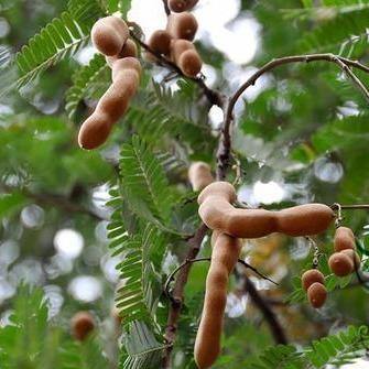 Tamarind Tree, Tamarindus Indica – image 5