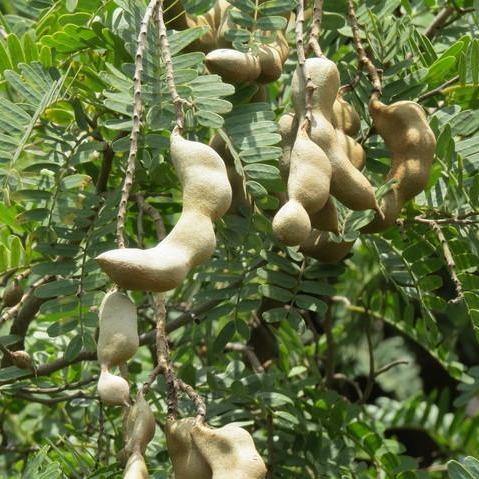 Tamarind Tree, Tamarindus Indica – image 2