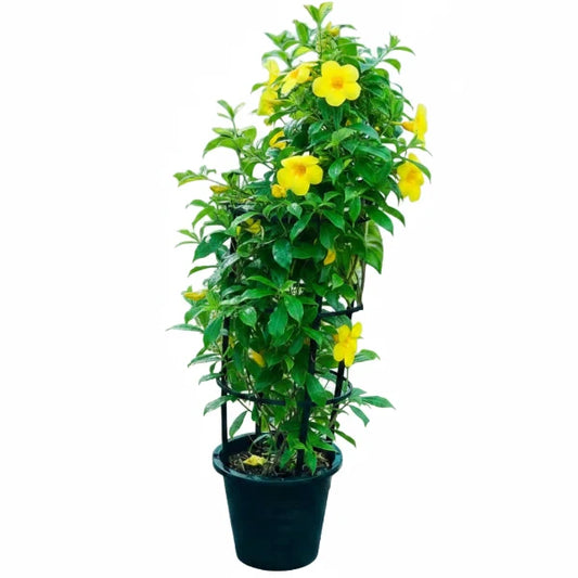 Yellow Bells, Tecoma Stans – image 2
