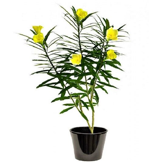 Thevetia Peruviana, Cascabela Thevetia, Yellow Oleander – image 2