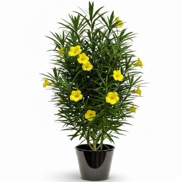 Thevetia Peruviana, Cascabela Thevetia, Yellow Oleander – image 3