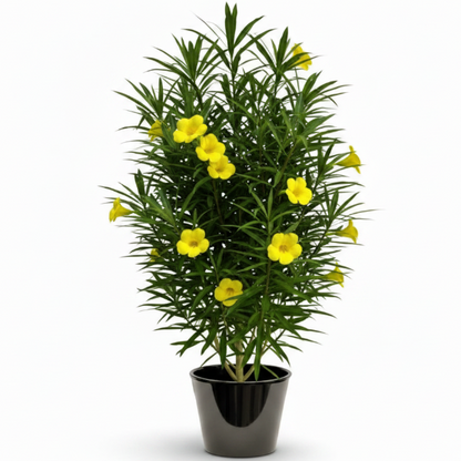 Thevetia Peruviana, Cascabela Thevetia, Yellow Oleander – image 3