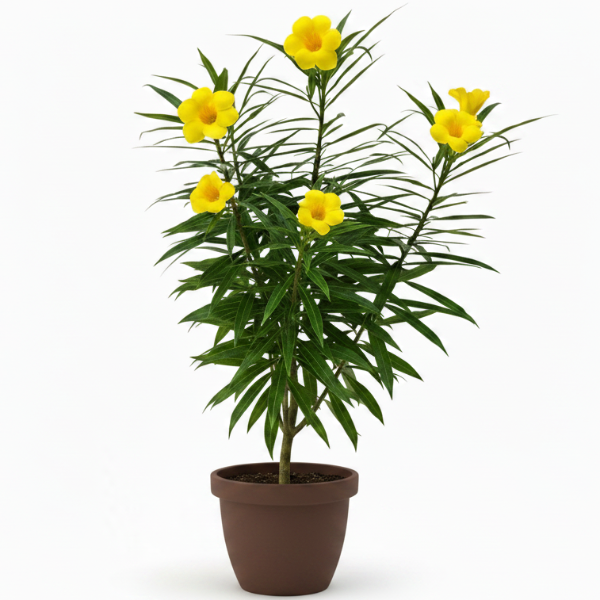 Thevetia Peruviana, Cascabela Thevetia, Yellow Oleander – image 1