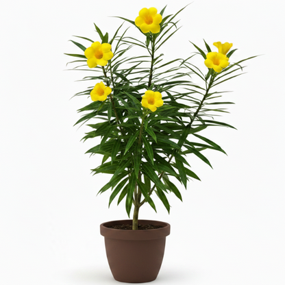 Thevetia Peruviana, Cascabela Thevetia, Yellow Oleander – image 1