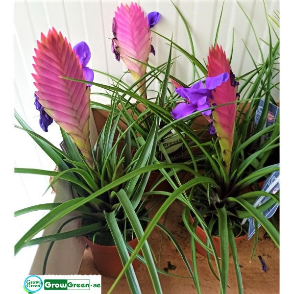 Pink Quill Tillandsia Cyanea – image 4