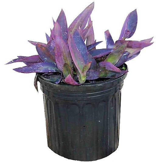 Setcreasea Purpurea, Purple Heart (small) – image 1