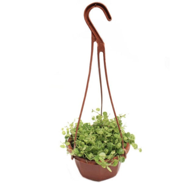 String of Turtles, Peperomia Prostrata – image 4