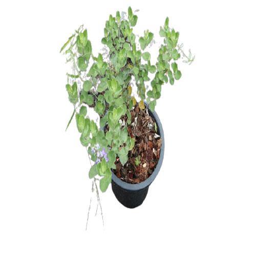 Vitex Rotundifolia, Beach Vitex – image 3