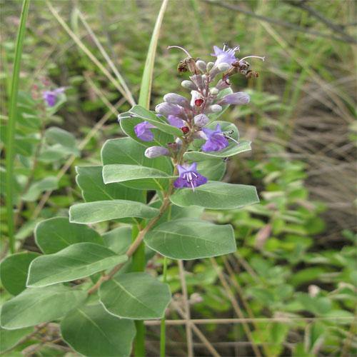 Vitex Rotundifolia, Beach Vitex – image 4