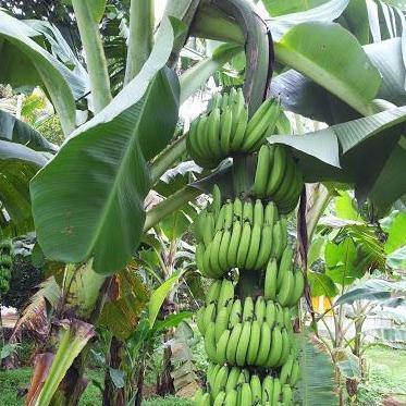 Musa paradisiaca, Banana Tree – image 7