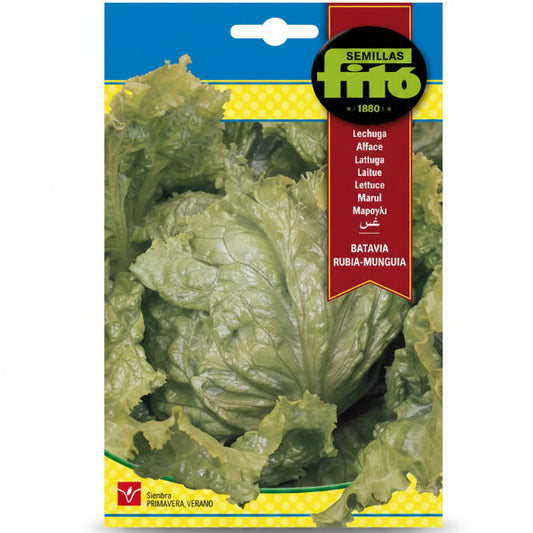 Lettuce Batavia Rubia Munguia Seeds – image 1