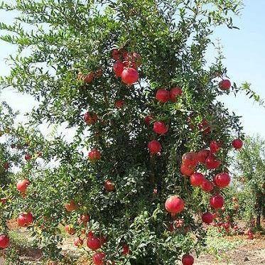 Pomegranate Tree, Punica Granatum – image 3