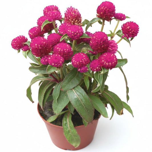 Gompherena Flowers (small) – image 2