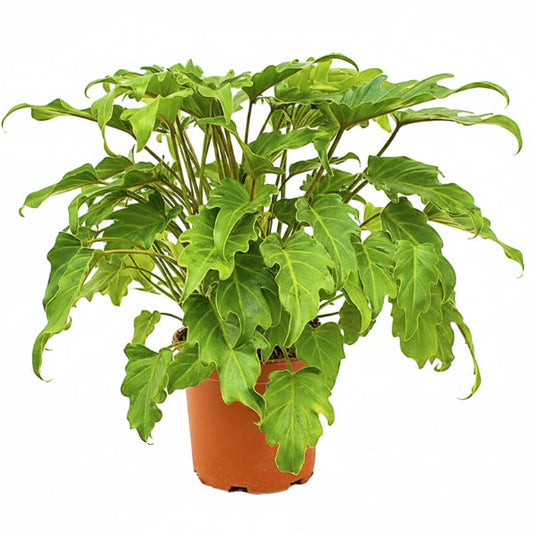 Philodendron xanadu – image 1