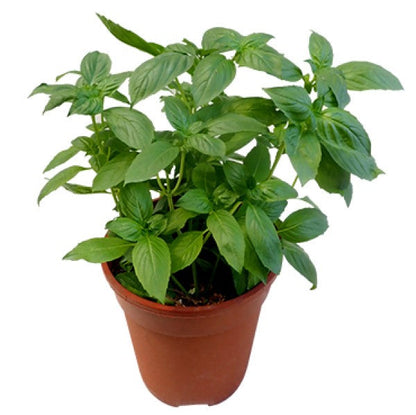 Rehan Herb, Persian Basil, Ocimum Basilicum – image 1