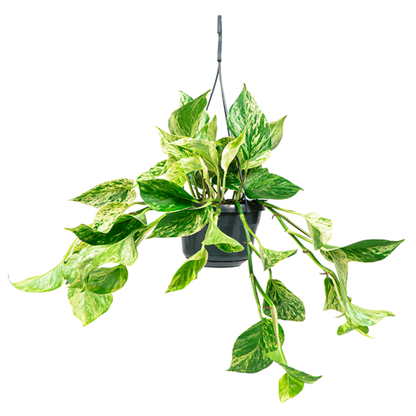 Marble Queen Pothos - Air Purifying Plant – Green Plants