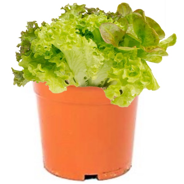 Lettuce, Lactuca Sativa – image 3