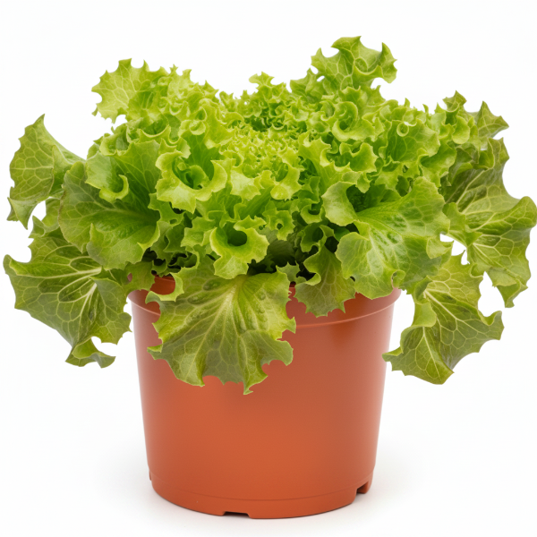 Lettuce, Lactuca Sativa – image 1