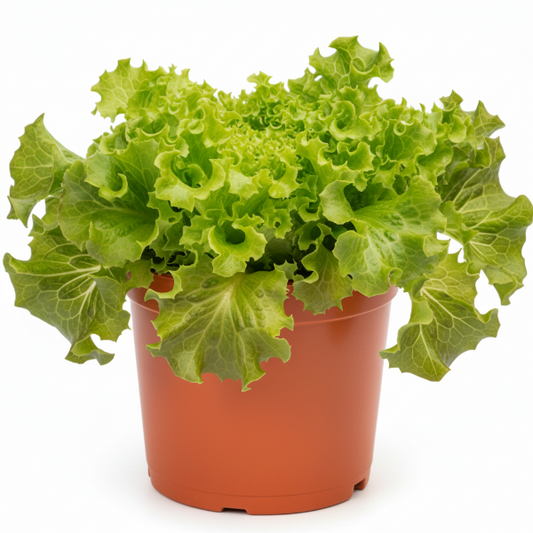 Lettuce, Lactuca Sativa – image 1