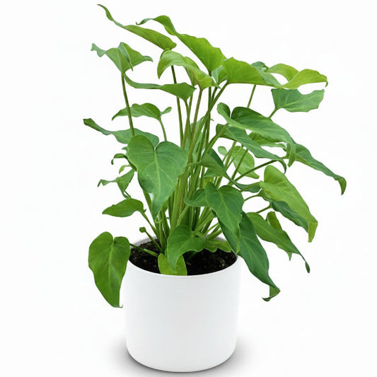 Philodendron xanadu – image 2