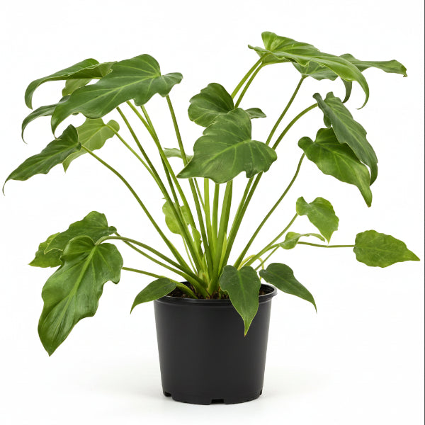 Philodendron xanadu – image 3