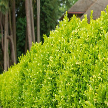 Dodonaea Viscosa, Hopbush – image 2