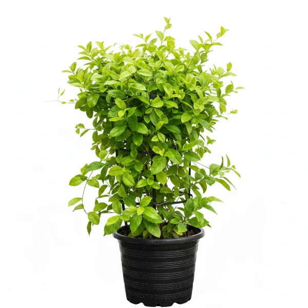 Tristellateia australasiae, Shower of Gold Climber – image 3