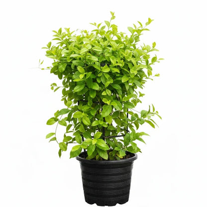 Tristellateia australasiae, Shower of Gold Climber – image 3