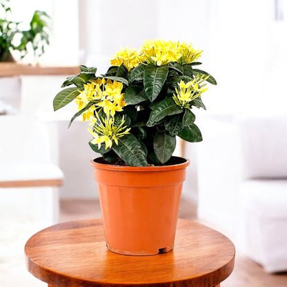 Yellow Ixora Ixora chinensis - 30–40 cm - Default Plastic Pot