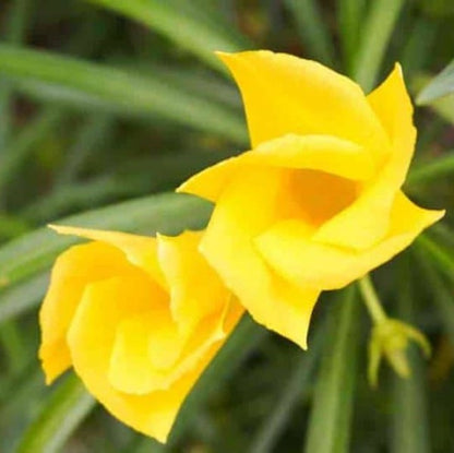 Thevetia Peruviana, Cascabela Thevetia, Yellow Oleander – image 6