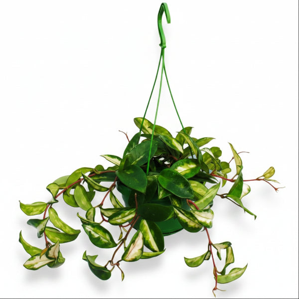 Hoya Carnosa, Wax Plant, Multi Color – image 2