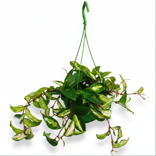 Hoya Carnosa, Wax Plant, Multi Color – image 2