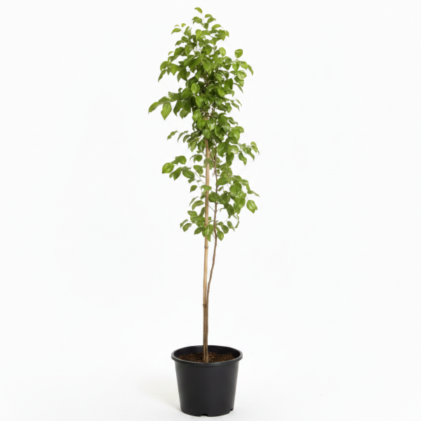 Ziziphus jujuba, Jujube Tree – image 3