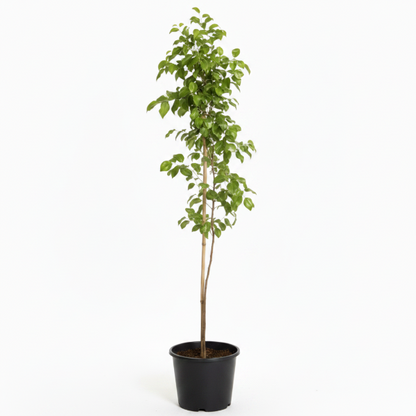 Ziziphus jujuba, Jujube Tree – image 3