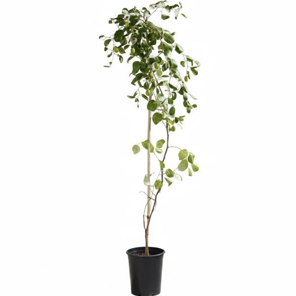 Ziziphus jujuba, Jujube Tree – image 4