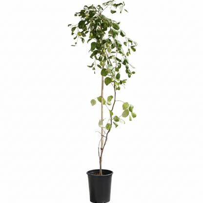 Ziziphus jujuba, Jujube Tree – image 4